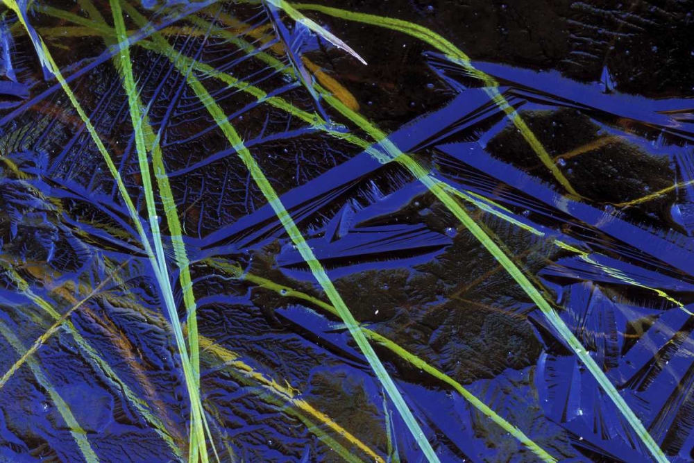 MI, Upper Peninsula, Sedge leaves under thin ice